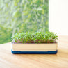 Micropod Homeware Micropod Microgreen Starter Kit - Deepsea