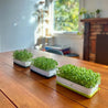 Micropod Homeware Micropod Microgreen Starter Kit - Grass