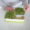 Micropod Homeware Micropod Microgreen Starter Kit - Grass | Dalston clothing