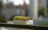 Micropod Homeware Micropod Microgreen Starter Kit - Seafoam | Dalston clothing