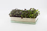 Micropod Homeware Micropod Microgreen Starter Kit - Seafoam | Dalston clothing