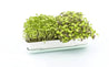 Micropod Homeware Micropod Microgreen Starter Kit - Seafoam | Dalston clothing